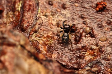 tiny black jumping spider from indonesian new guinea