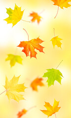 Naklejka na ściany i meble bright orange, red and green maple leaves fall down. concept leaf fall