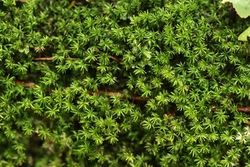 Close up photo of Green Macro Mosses from West Papua, Indonesia