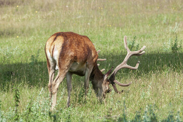 The Red Deer (Cervus elaphus) in Poland