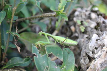 grasshopper on a branch