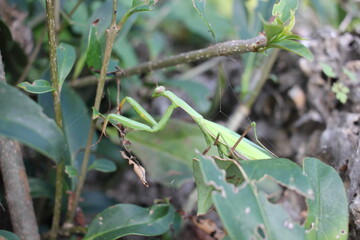 green caterpillar on a leaf