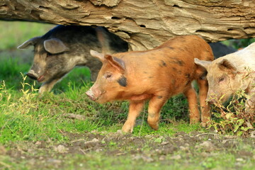 Cute funny animals on farm. Three little piglets.