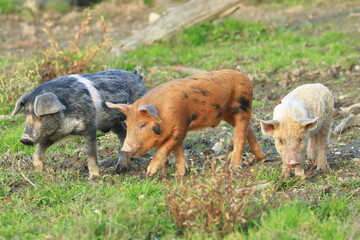 Cute funny animals on farm. Three little piglets.