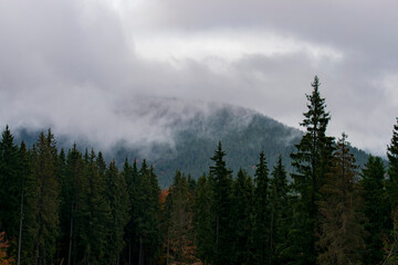 Misty foggy mountain landscape with fir forest