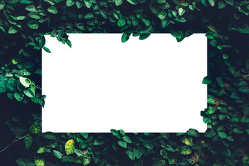 Green Leaves natural texture plant background, Beautiful tiny green leaf wall and nature flat lay...
