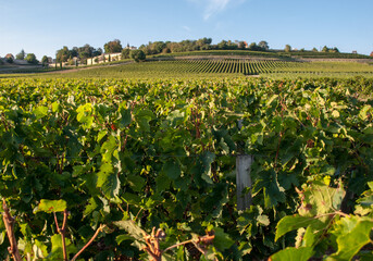 Fototapeta na wymiar Ripe red Merlot grapes on rows of vines in a vienyard before the wine harvest in Saint Emilion region. France