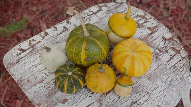 Mix of yellow and green striped decorative mini-pumpkins. 