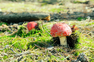 Amanita Muscaria. Red wild poisonous Fly Agaric mushroom in forest in autumn among green grass.