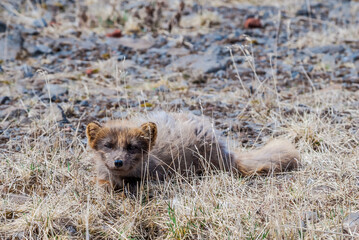 Pribilof Islands Arctic Fox (Alopex lagopus pribilofensis) at St. George Island, Pribilof Islands, Alaska, USA