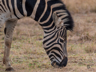 African Zebra