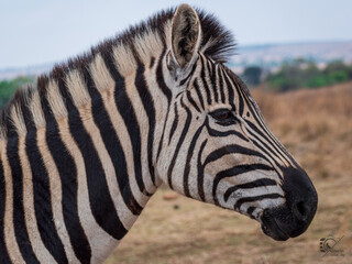 Fototapeta na wymiar African Zebra