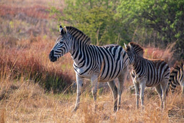 African Zebra