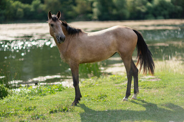 Beautiful brown wild horse standing near a pond.