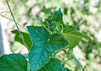 Cucumber flower green bud. Closeup
