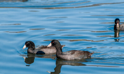 American Coots (Fulica americana) in Malibu Lagoon, California, USA