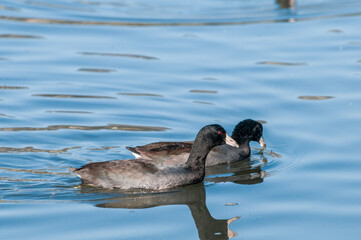 American Coots (Fulica americana) in Malibu Lagoon, California, USA