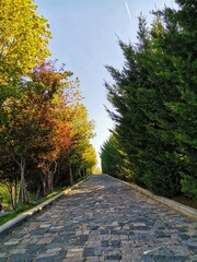 Walking path in nature. Stone paved road.