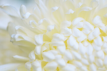 Big ivory chrysanthemum petal. Macro nature.