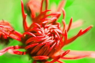 Red chrysanthemum close up,  floral background, top view
