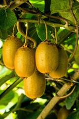 Kiwis am Strauch in S&uuml;dtirol