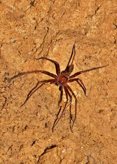 The Huntsman Spider in the ground, from Sorong, West Papua, Indonesia