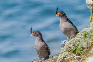 Crested Auklets (Aethia cristatella) at St. George Island, Pribilof Islands, Alaska, USA