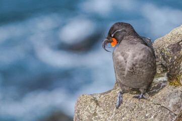 Crested Auklet (Aethia cristatella) at St. George Island, Pribilof Islands, Alaska, USA
