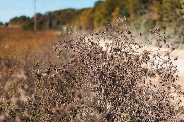 Obraz premium grass in the woods