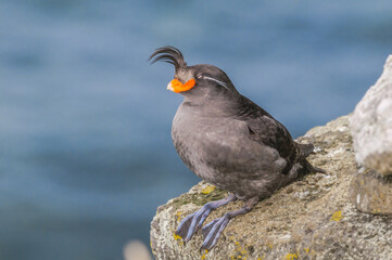 Crested Auklet (Aethia cristatella) at St. George Island, Pribilof Islands, Alaska, USA