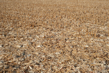 agrarian environment, agrarian field, agricultural, agricultural field, agriculture, closeup, color, corn crops, corn field, corn growing, corncobs, cornfield, countryside, crop, european agriculture,