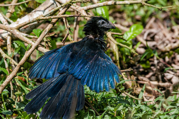 Groove-billed Ani (Crotophaga sulcirostris) in tropical forest of Papaturro River area, Nicaragua