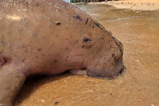 Close up of Dugong's (Dugong dugon) head. The rare sea mammal from Malagufuk, West Papua, Indonesia