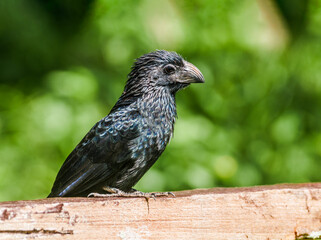 Groove-billed Ani (Crotophaga sulcirostris) in tropical forest of Papaturro River area, Nicaragua
