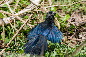 Groove-billed Ani (Crotophaga sulcirostris) in tropical forest of Papaturro River area, Nicaragua