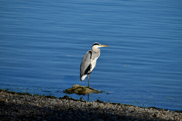 The heron is watching the environment, Lake Jarun, Zagreb!