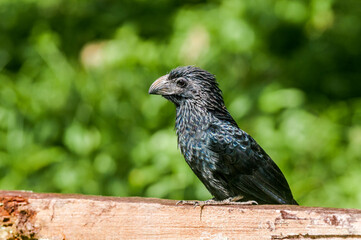 Groove-billed Ani (Crotophaga sulcirostris) in tropical forest of Papaturro River area, Nicaragua