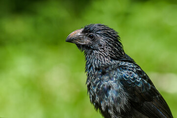 Groove-billed Ani (Crotophaga sulcirostris) in tropical forest of Papaturro River area, Nicaragua