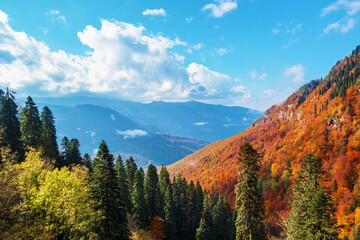 Top view of colorful trees in the Caucasian mountains.