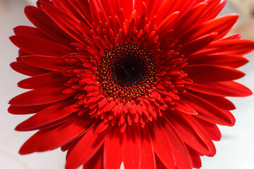 red gerbera flower