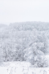Winter landscape. Snow is falling in the forest. Snow covered trees. Vertical crop.