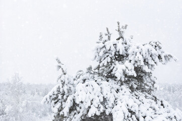Snow-covered pine tree against the background of a winter forest. Snowfall, blizzard, winter background.