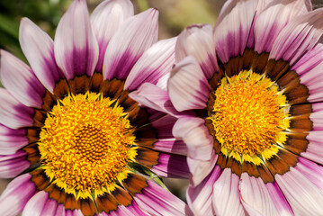 Treasure Flower (Gazania hybrida) in garden