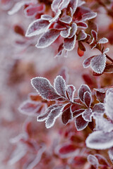 Barberry leaves covered with morning frost. Close up. Vertical crop.