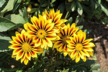 Treasure Flower (Gazania hybrida) in garden