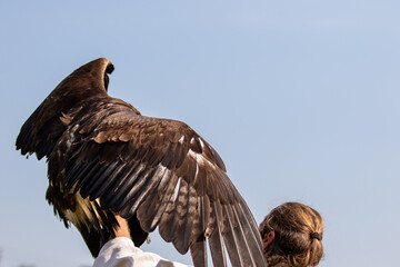 Falconry shows. Eagle on a man's hand
