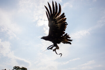 Great eagle, a bird of the hawk family in flight against the background of the summer sky. Bird of prey spread its wings