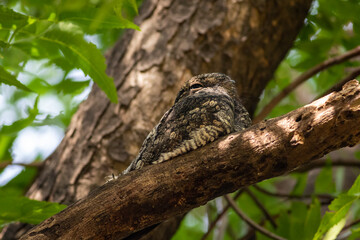 Indian nightjar or Caprimulgus asiaticus portrait in natural green background perched on tree during safari at forest of central india