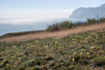Dwarf Iris (Iris pumila) in coastal hills, Crimea