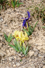 Dwarf Iris (Iris pumila) in coastal hills, Crimea